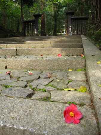 法然院参道に椿