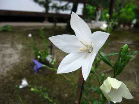 真っ白な桔梗の花