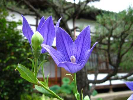 法金剛院に咲く桔梗