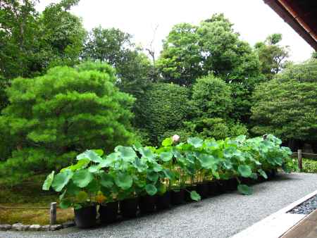 方丈の庭園に並べられた蓮