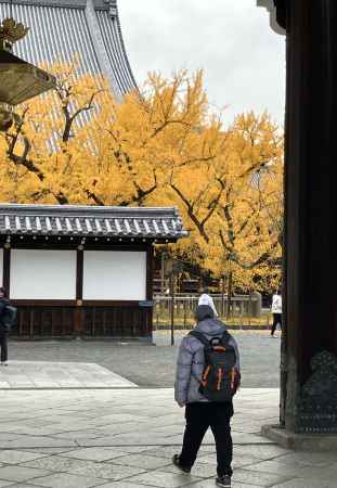 銀杏満開　西本願寺