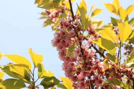 赤い雄しべの桜