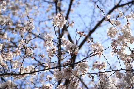 白っぽい桜