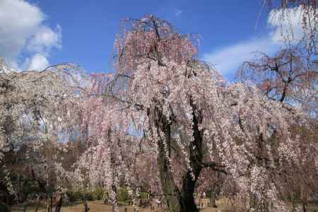 風になびく満開の枝垂桜