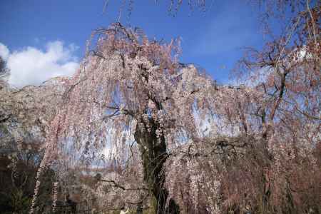 青空と枝垂桜