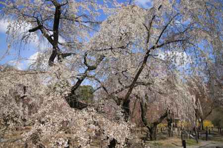 府立植物園の満開の桜
