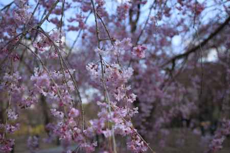 満開の枝垂桜の花