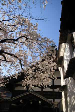 佛光寺の桜