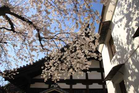 佛光寺の桜2