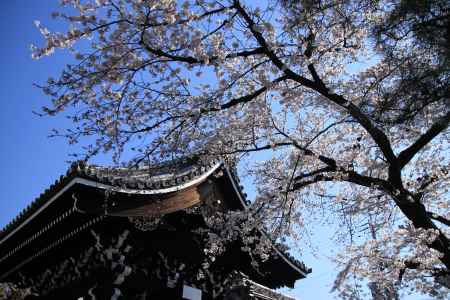 佛光寺の桜5