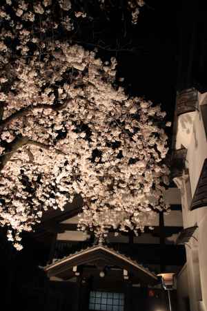 佛光寺の夜桜