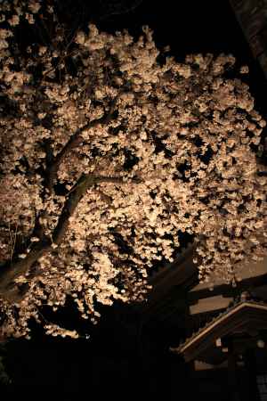 佛光寺の夜桜2