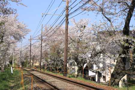 線路と桜並木