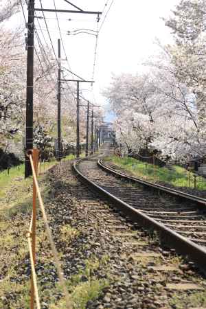 嵐電宇多野～鳴滝間の桜のトンネル