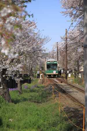 桜に囲まれて走る嵐電