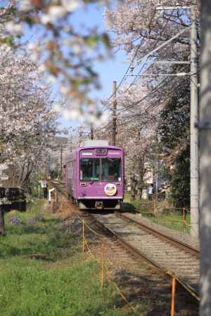 桜と嵐電