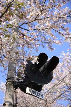 桜に囲まれる嵐電の信号