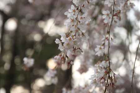京都御苑の可憐に咲く枝垂桜