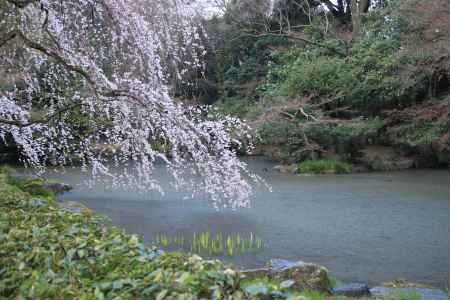 近衛池と枝垂桜