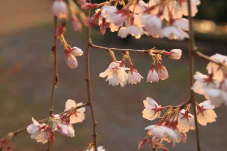 夕日に照らされる桜の花