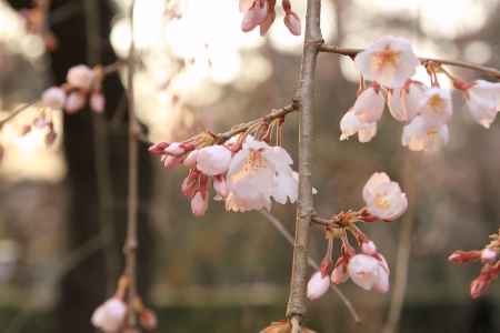 夕日に照らされる桜の花2