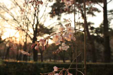夕日に照らされる桜の花3
