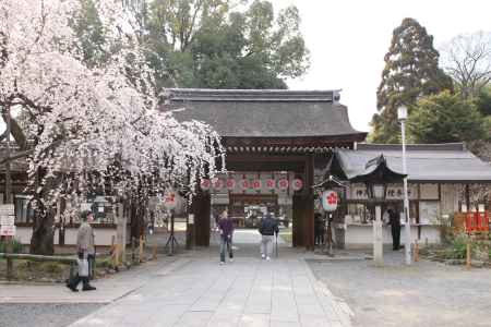 平野神社　桜と門