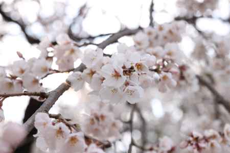 平野神社　ぷっくり桜の花