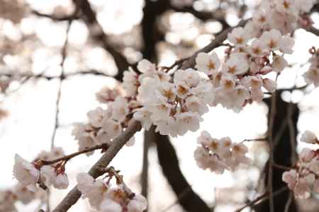 桜の花びら