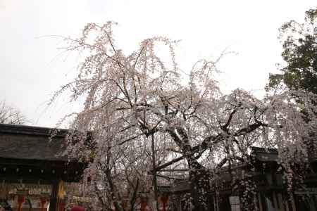 平野神社の枝垂れ桜