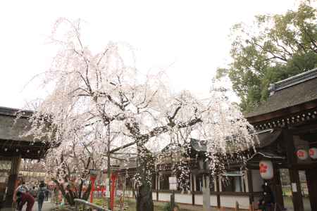 桜の見える神社の景色