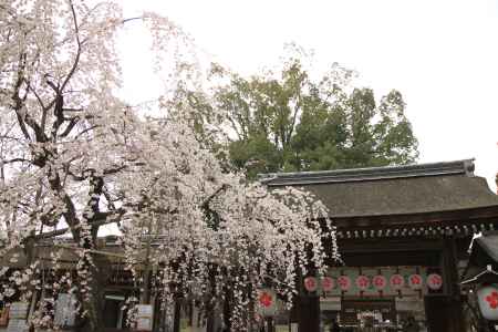 平野神社の桜