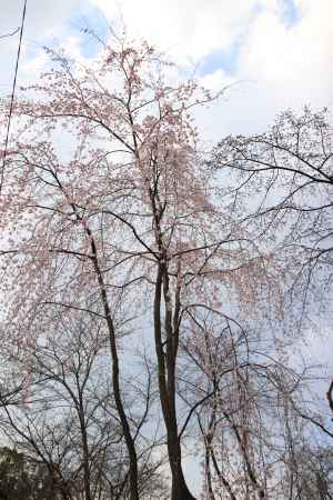背の高い桜の木