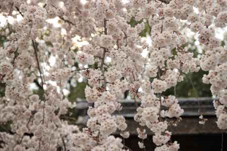 平野神社　満開の桜の花