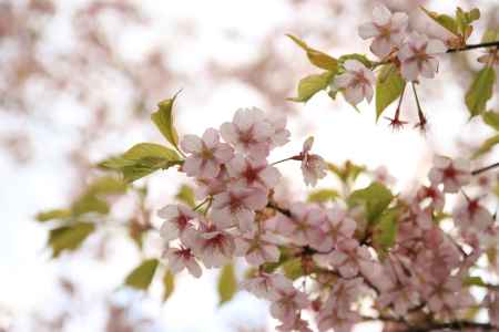 葉っぱが顔を出す頃の桜