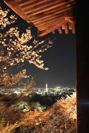 桜と夜景