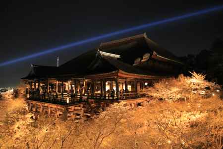 光る桜と青い光 清水寺