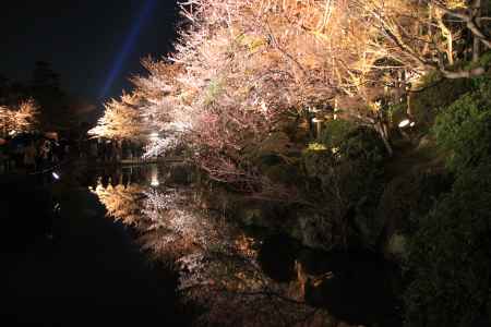 水面に映る桜