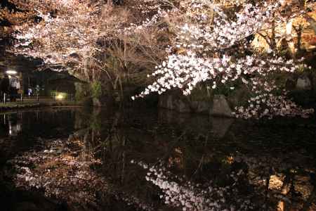 上も下も桜の木