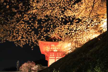 夜に光る清水寺