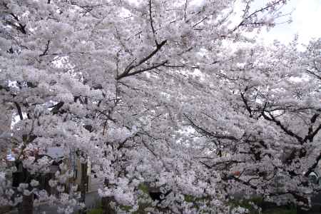 真っ白満開の桜