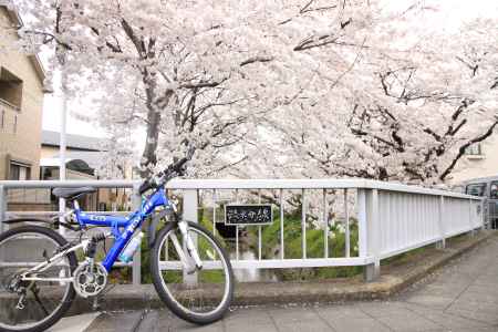 桜と自転車