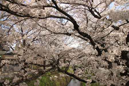 画面いっぱいの桜