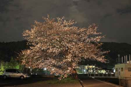 一本の桜の木