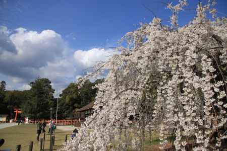 雲と桜