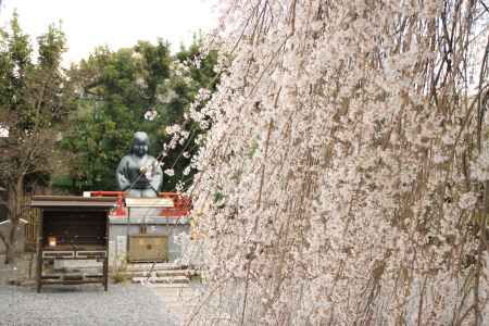 千本釈迦堂の枝垂れ桜