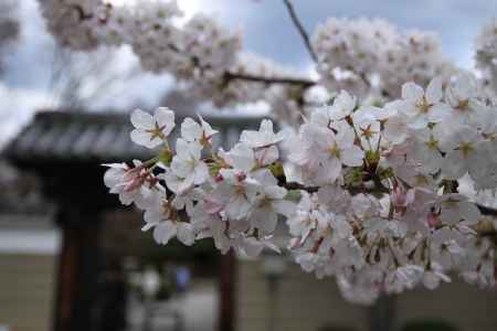 千本釈迦堂　桜の花びら