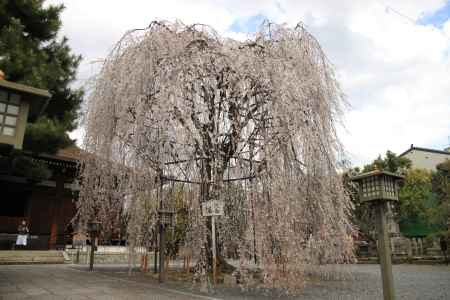 おかめ桜