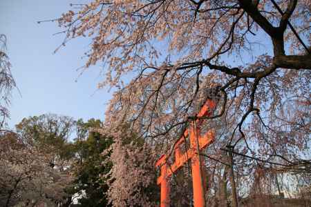 鳥居と桜の木