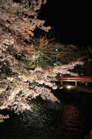 祇園の橋と桜